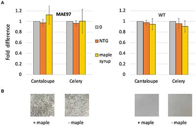 Maple compounds prevent biofilm formation in Listeria monocytogenes via sortase inhibition